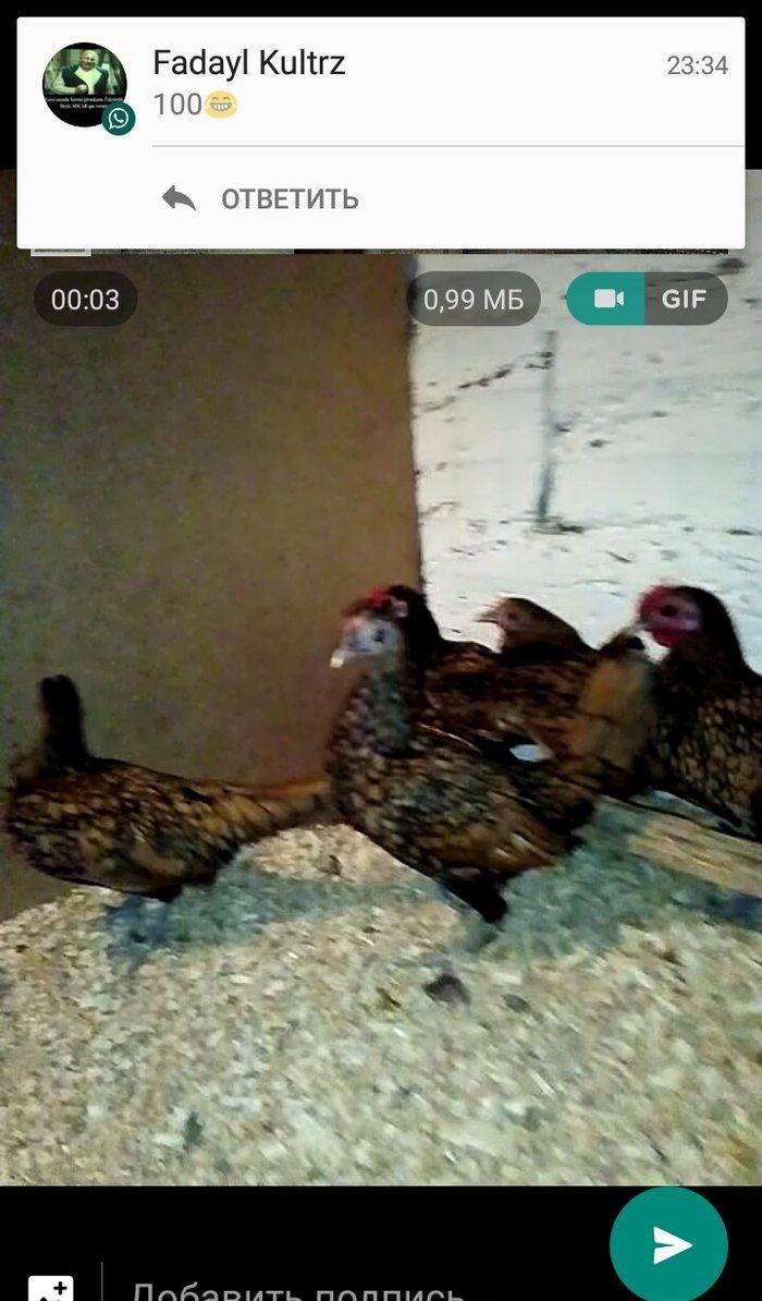 sibrayt qizli gumsu 5. 6 ayliqdlar xorzda var  farada. tam saqlam