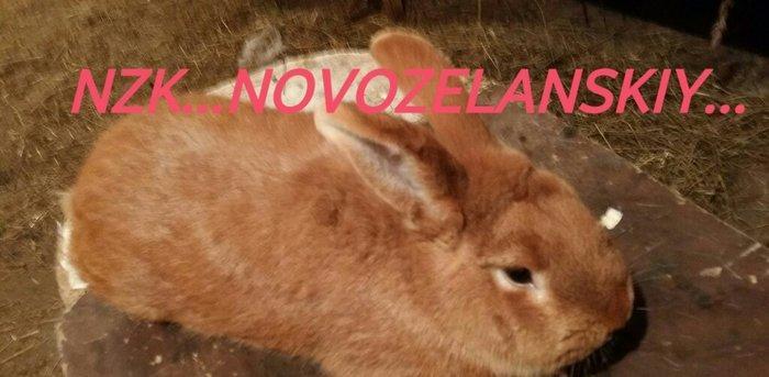 Mini ferma.. Novozelanskiy sort dovshan satilir yashtari 5 aylihdilar