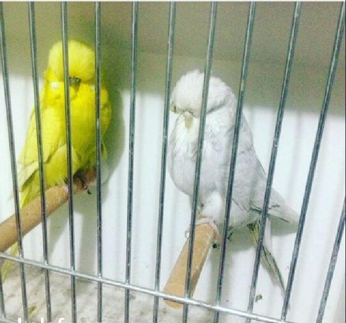 vistifka papuqay aliram bala ve cavan cutde olar aliram saxlam qus ols