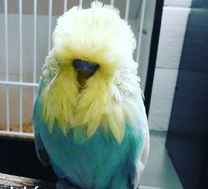 vistifka papuqay aliram bala ve cavan cutde olar aliram saxlam qus ols