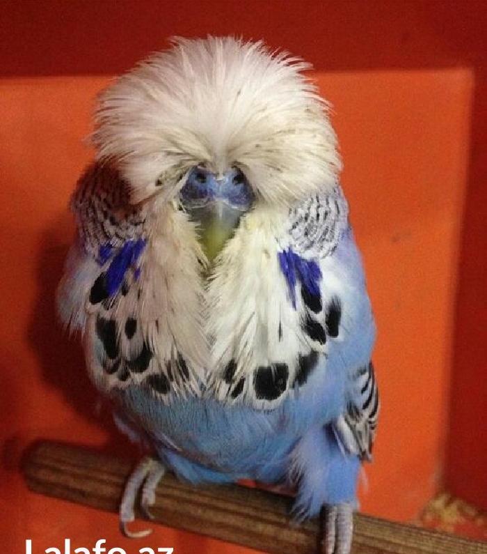 vistifka papuqay aliram bala ve cavan cutde olar aliram saxlam qus ols