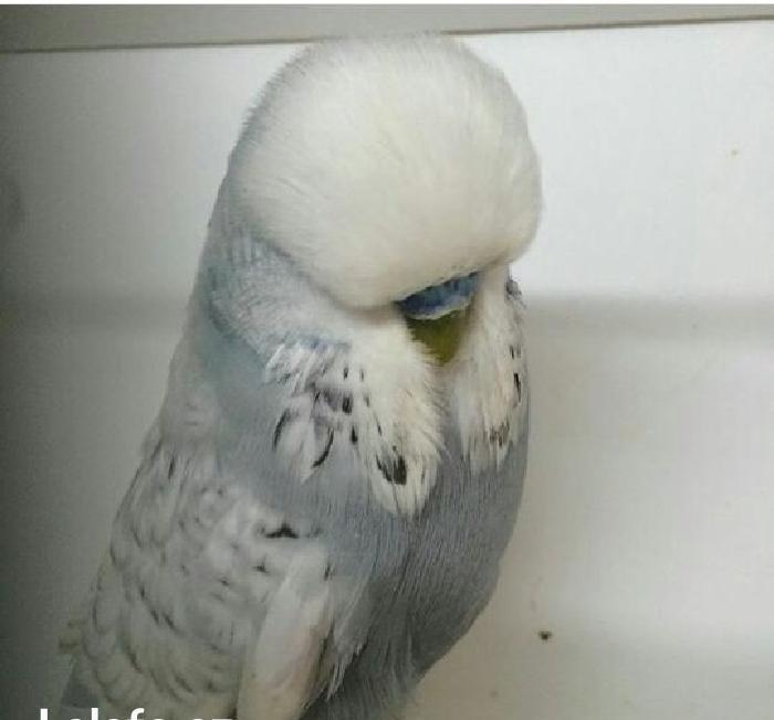 vistifka papuqay aliram bala ve cavan cutde olar aliram saxlam qus ols