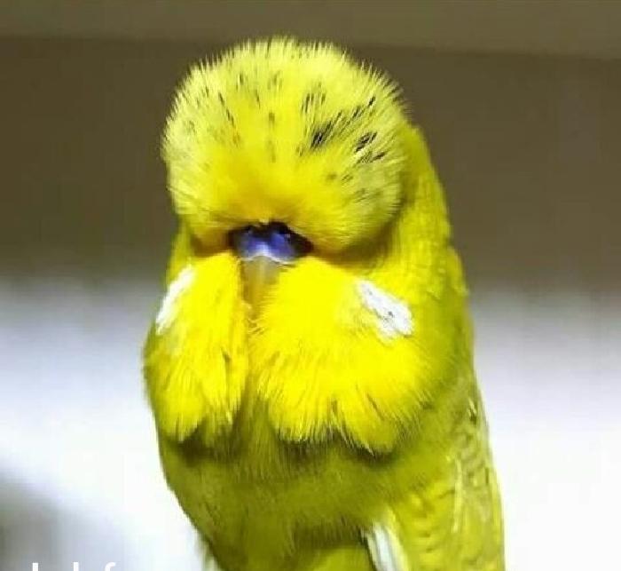 vistifka papuqay aliram bala ve cavan cutde olar aliram saxlam qus ols