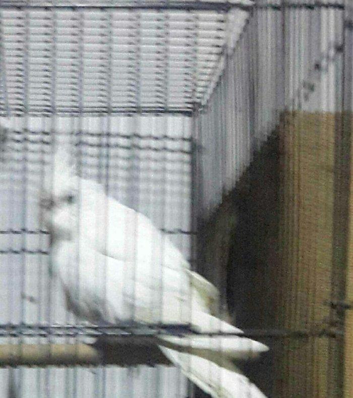 karella satiram aq disi tam hazir mayadi erkeyi ucub deye satiram 80m