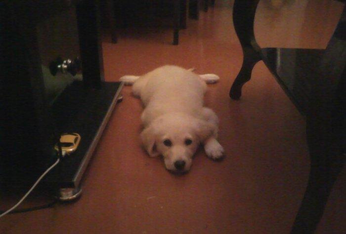 В продаже щенки лабрадора палевый и чёрный окрас,званити или пишите