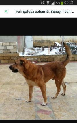 Yerli qafqaz coban iti. 3yaşı var. Hem döyüş hem qapı itidi. Beneyin q