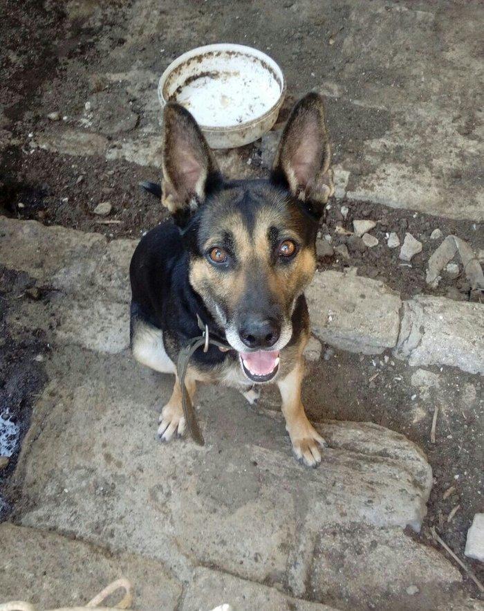 Afçarka satılır. Dil bilir. Iynəsi vurulub. Qiyməti 200 reyal alıcı na