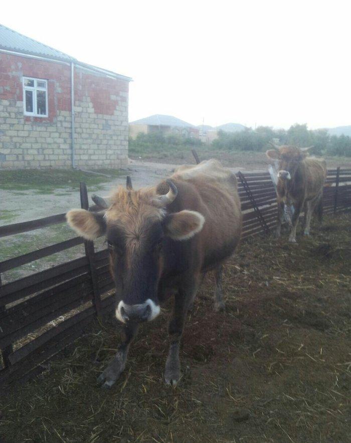 4cü qarına boğazdı, dekabrın axrına doğacaq, gün ərzində südü 6-7 litr