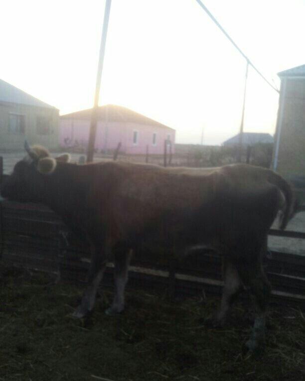 4cü qarına boğazdı, dekabrın axrına doğacaq, gün ərzində südü 6-7 litr