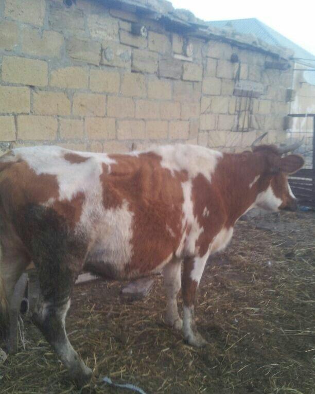 3cü qarına boğazdır, yanvarda da doğacaq, gün ərzində südü 7-8 litr ol