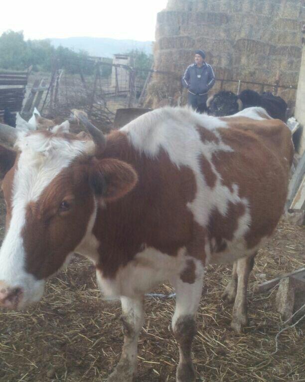 3cü qarına boğazdır, yanvarda da doğacaq, gün ərzində südü 7-8 litr ol