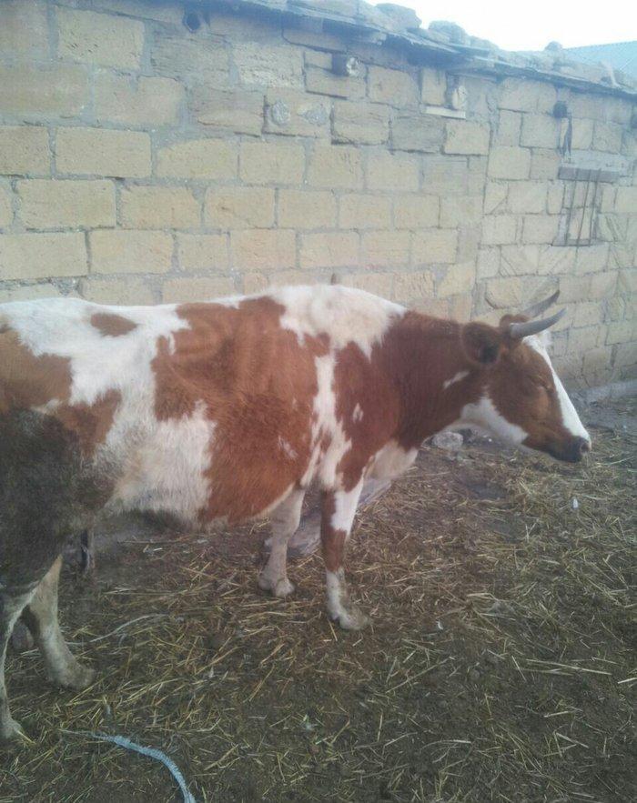 3cü qarına boğazdır, yanvarda da doğacaq, gün ərzində südü 7-8 litr ol