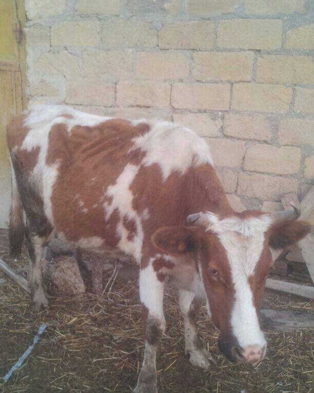 3cü qarına boğazdır, yanvarda da doğacaq, gün ərzində südü 7-8 litr ol