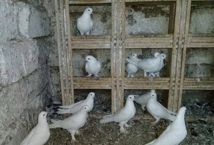 satilir 12 dene ag 12 13 tukler badam lelekler 50 manata 12 denesi