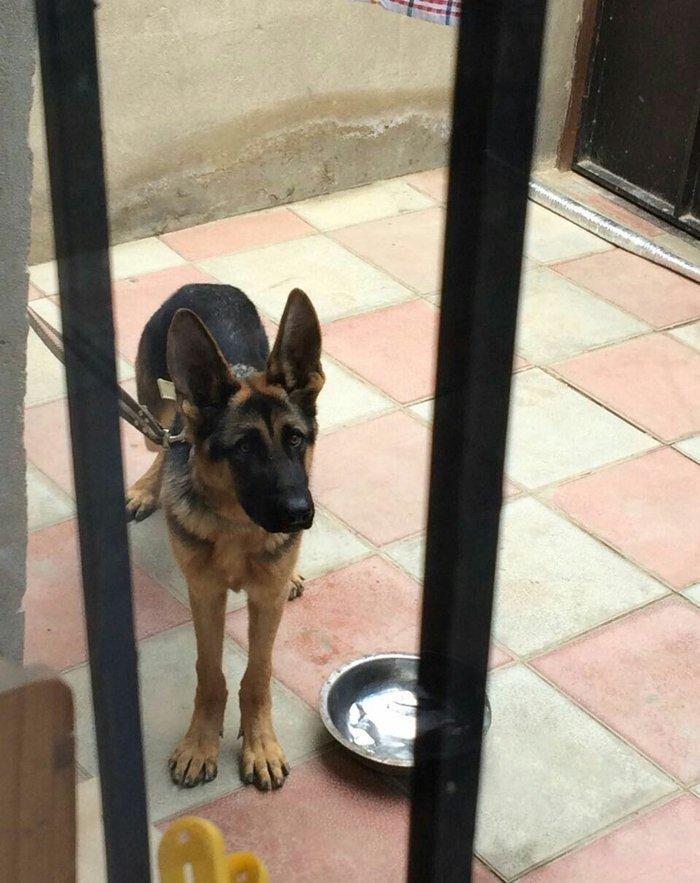 temiz alman afcarkasidi imkan olmadigi ucun satiram 7 ayliqdi butun iy