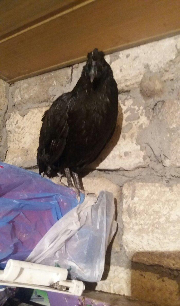 Sumatra sortudur  satıram ferenin biri yimurtlayır tam sağlamdır faran