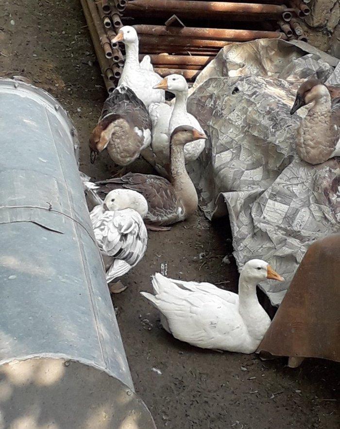 3 kilodan yuxaridi cekileri, linda kuban qazi. biri 30 manat. 4 ayni k