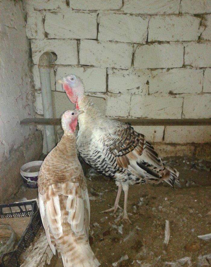 tecili hinduska satilir qiymet sondur qurd dermani cuma iynesi cicek i