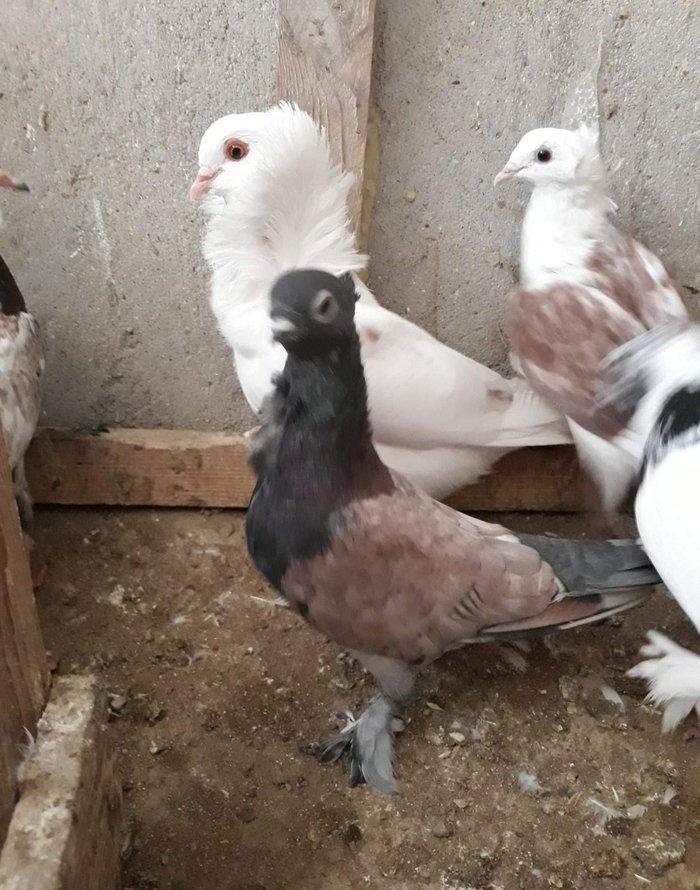 Ikiside mayadi ikisinnende bala almisam ag bas 30 manat hunkari 35 man