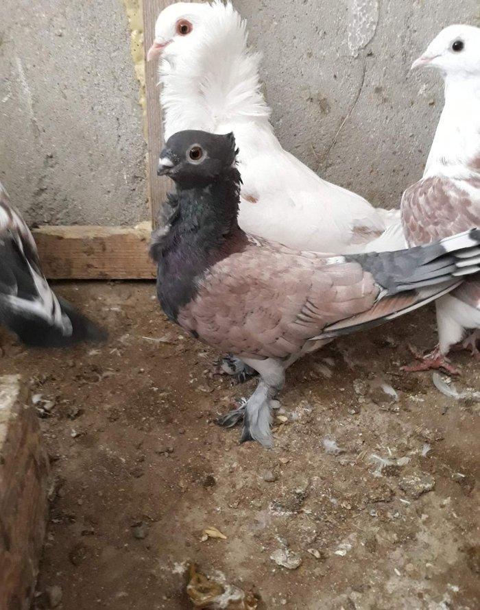 Ikiside mayadi ikisinnende bala almisam ag bas 30 manat hunkari 35 man