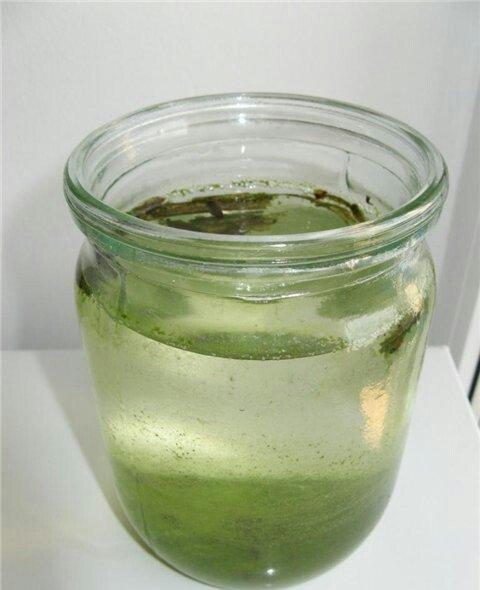 İnfuzoriya. Balıq balaları üçün diri yem. 1 kq bankada 5 azn. Əlaqə