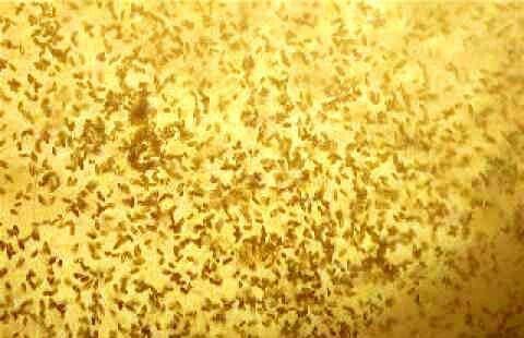 İnfuzoriya. Balıq balaları üçün diri yem. 1 kq bankada 5 azn. Əlaqə