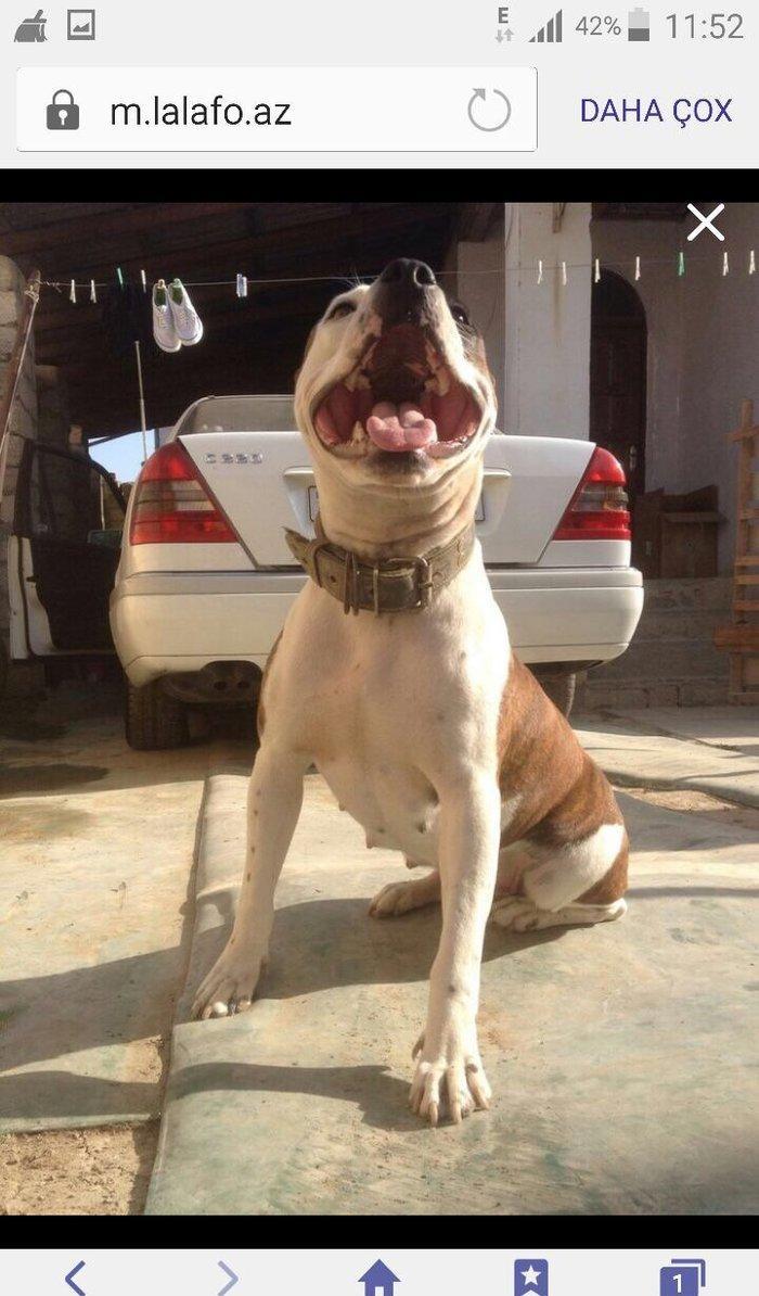 Pitbull balası satılır temiz parodiya itidi dişi  beek ve alaşn nevele