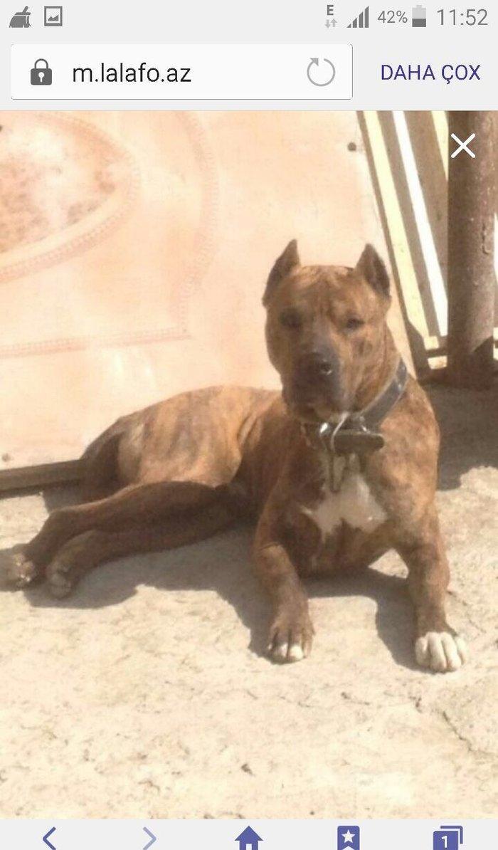 Pitbull balası satılır temiz parodiya itidi dişi  beek ve alaşn nevele