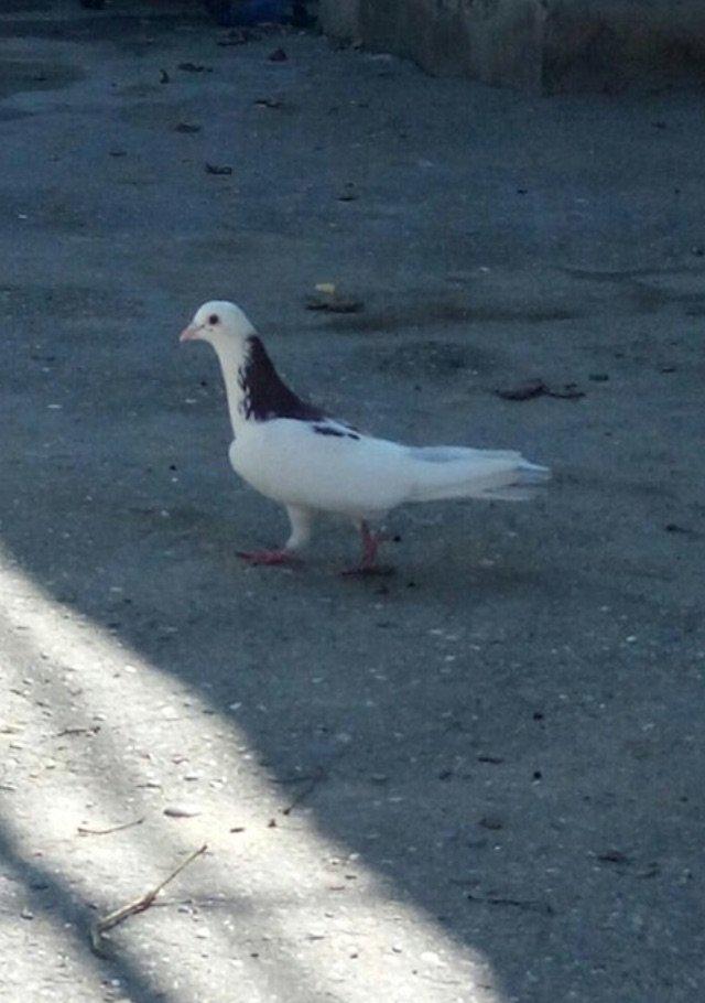 Cox uzun nazik 17 tuk erkey tam saglamdi wasap var yalniz ciddi wexsle