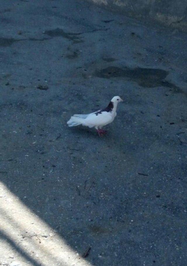 Cox uzun nazik 17 tuk erkey tam saglamdi wasap var yalniz ciddi wexsle