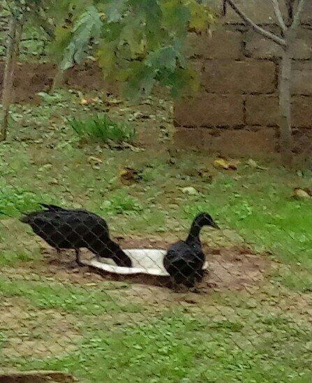 Tam saglam 7 aylig
Kayuqa ordey satilir..
Ikiside diwi oldugu ucun 1in