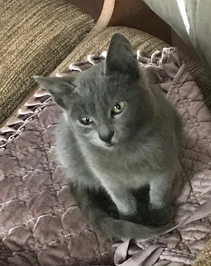 Ingilis parodalı pişik. 6 aylıq, dişi, sağlam təmiz ev pişiyidir. 60 m