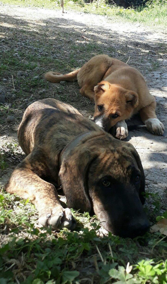 itin atası pitpull anası ov itidi. pitpulla ov itinin qarışığı marağlı