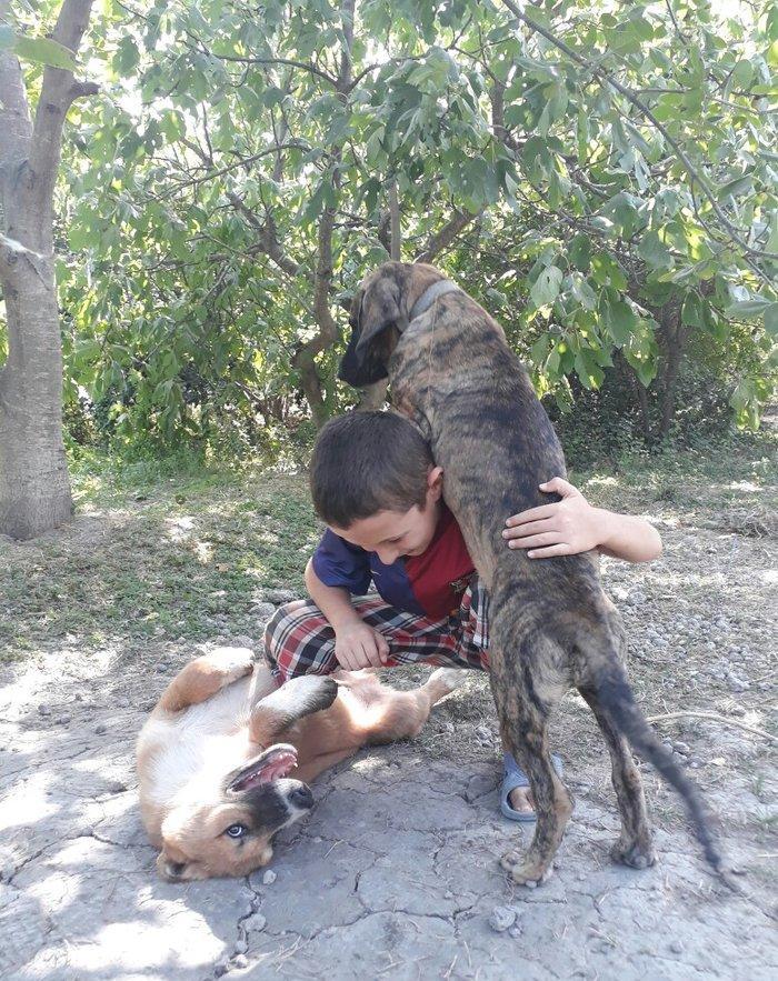 itin atası pitpull anası ov itidi. pitpulla ov itinin qarışığı marağlı