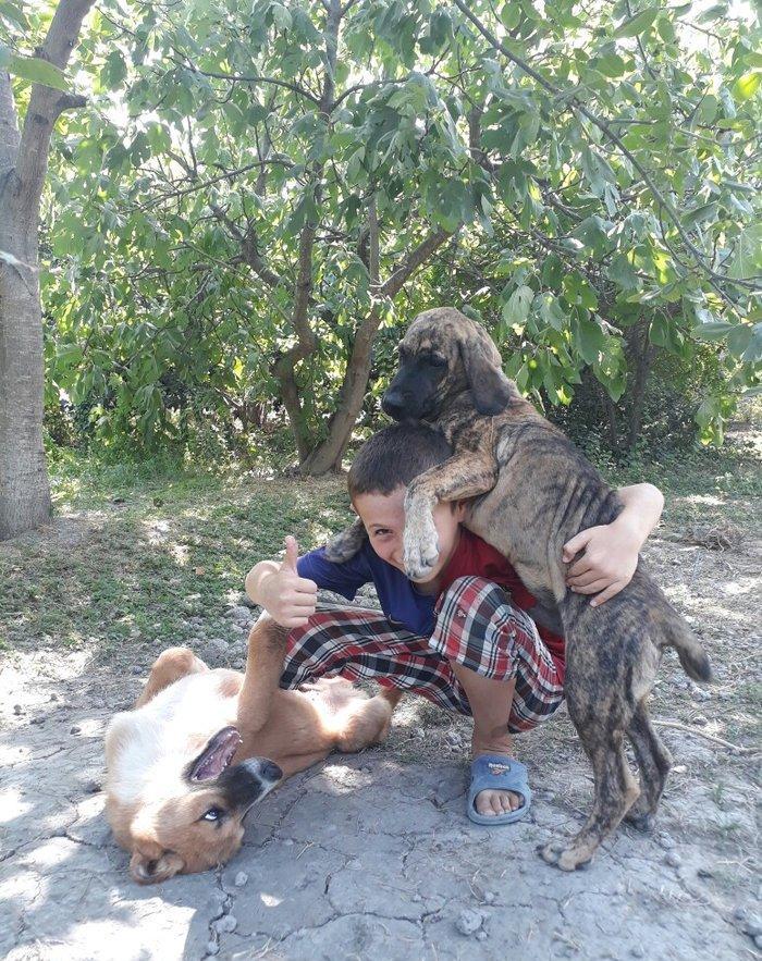 itin atası pitpull anası ov itidi. pitpulla ov itinin qarışığı marağlı