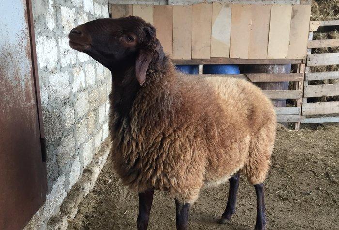 Qoc 1 il 7ay, Diri cekisi 65-70kgSaglam heyvandir seyidlidir. Ekiz