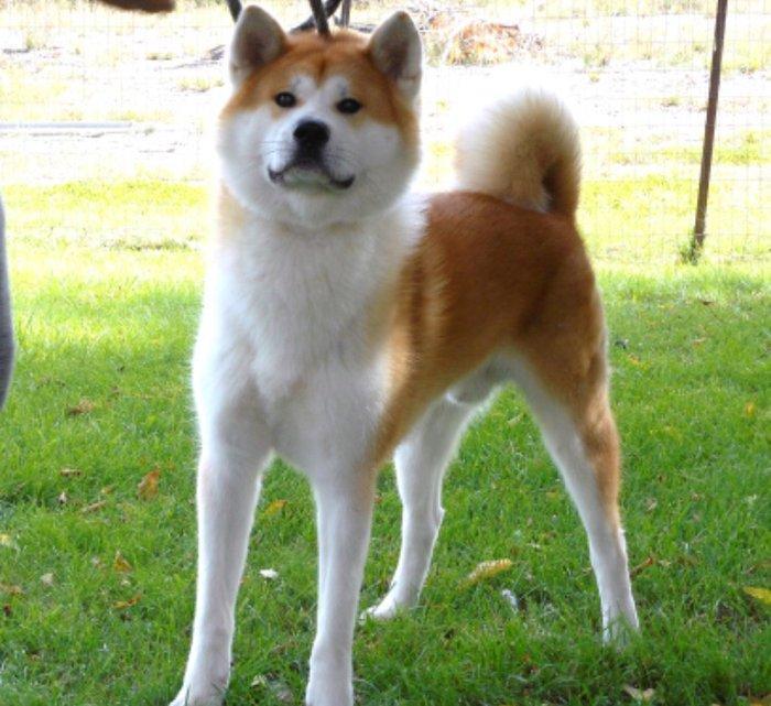 Erkek akita dişi akita axdarılır cüte vurmaqa kimde dişi akita varsa b