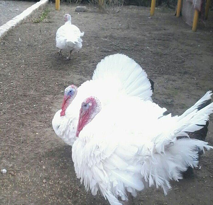 BIQ -6 hinduskalari 1yasinda.ela sort .15-18 kq agurliginda.