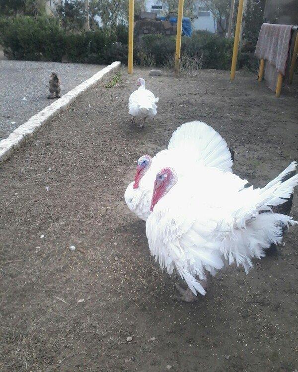 BIQ -6 hinduskalari 1yasinda.ela sort .15-18 kq agurliginda.