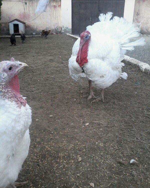 BIQ -6 hinduskalari 1yasinda.ela sort .15-18 kq agurliginda.