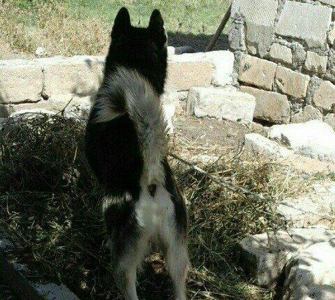 temiz xaski satilir erkekdi 1 yas 7 ayliq tecili satilir imkan yoxdu b