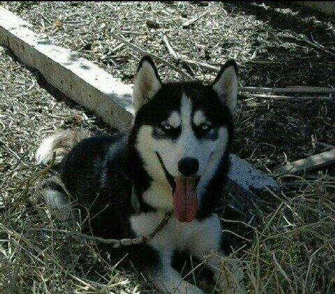 temiz xaski satilir erkekdi 1 yas 7 ayliq tecili satilir imkan yoxdu b