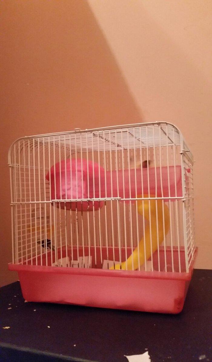 xamyak qızdı .insan la dostu dişləmir.  satıram setkasi ilə bir yerdə