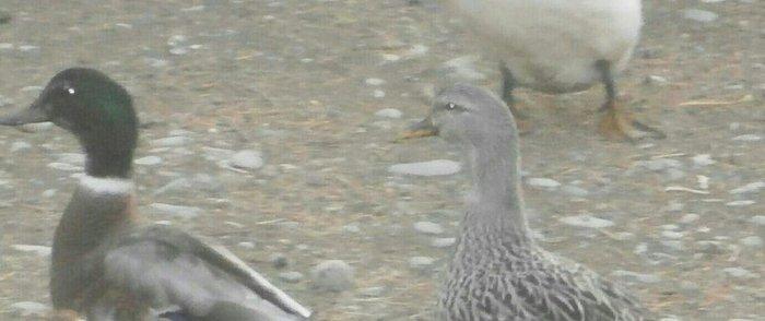 nadir rengde cöl ördeyi gümüşü reng jütlüyü bir jüt galdi real alijila