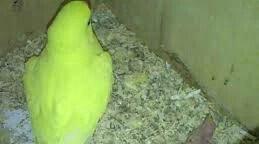 Hazir jüt ojerelovuy popugay satilir her rengde bala verir real erkeyi