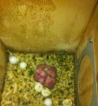 Hazir jüt ojerelovuy popugay satilir her rengde bala verir real erkeyi