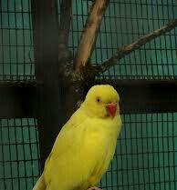 Hazir jüt ojerelovuy popugay satilir her rengde bala verir real erkeyi