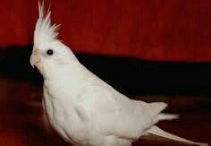 4 aylig popugay albinos korella tekdi erkeydi real alijilar zeng vursu