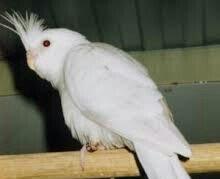 4 aylig popugay albinos korella tekdi erkeydi real alijilar zeng vursu