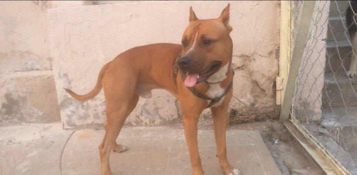 Bu gozele ozu kimi diwi pidbul axtariram cute vurmaga kimde varsa yazs